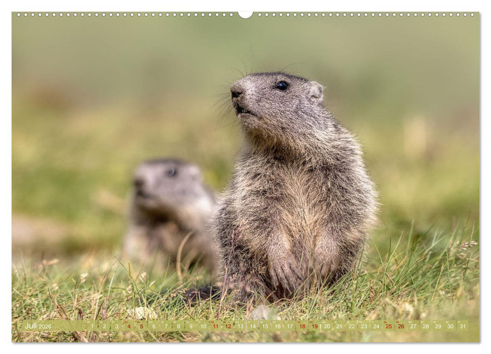 Tiere der Alpen - Murmeltier-Kinder (CALVENDO Premium Wandkalender 2026)