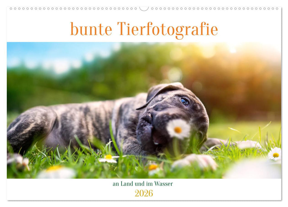 bunte Tierfotografie an Land und im Wasser (CALVENDO Wandkalender 2026)