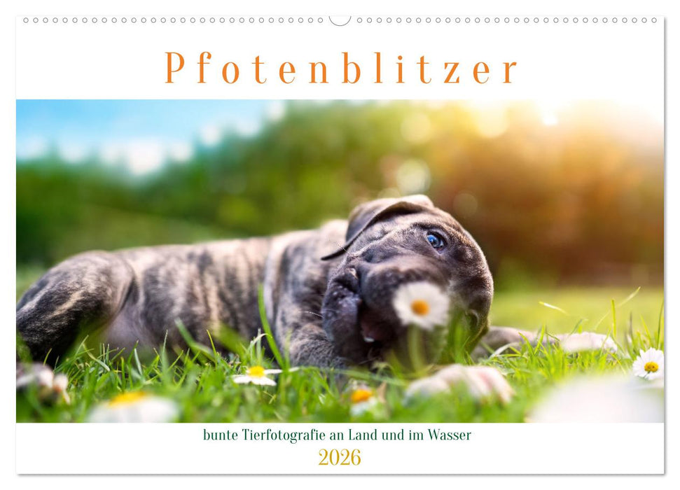 Pfotenblitzer bunte Tierfotografie an Land und im Wasser (CALVENDO Wandkalender 2026)