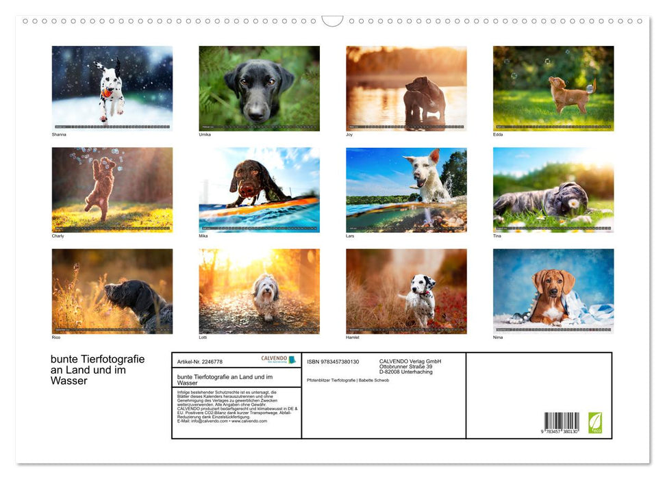 bunte Tierfotografie an Land und im Wasser (CALVENDO Wandkalender 2026)