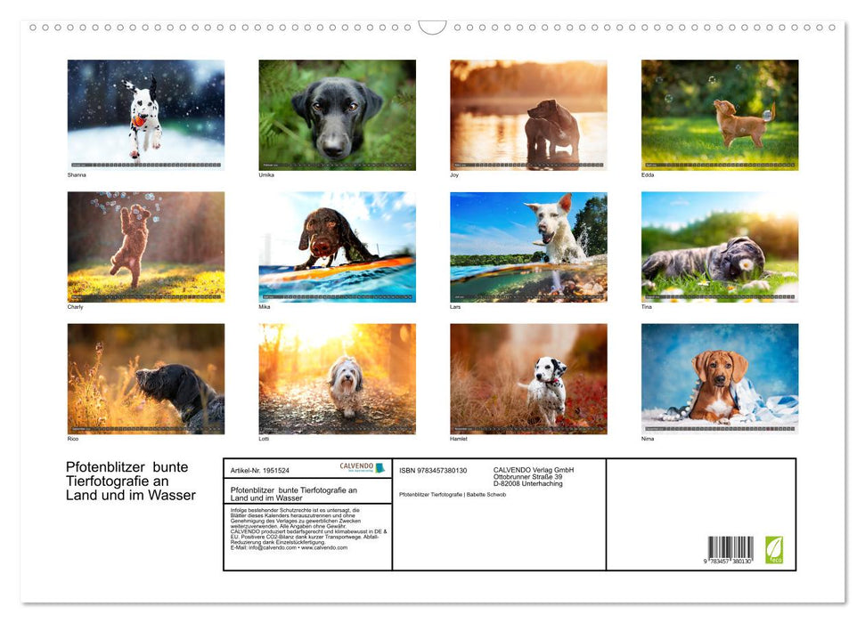 Pfotenblitzer bunte Tierfotografie an Land und im Wasser (CALVENDO Wandkalender 2026)