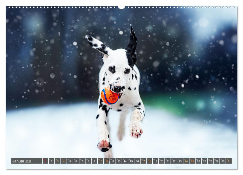 bunte Tierfotografie an Land und im Wasser (CALVENDO Wandkalender 2026)