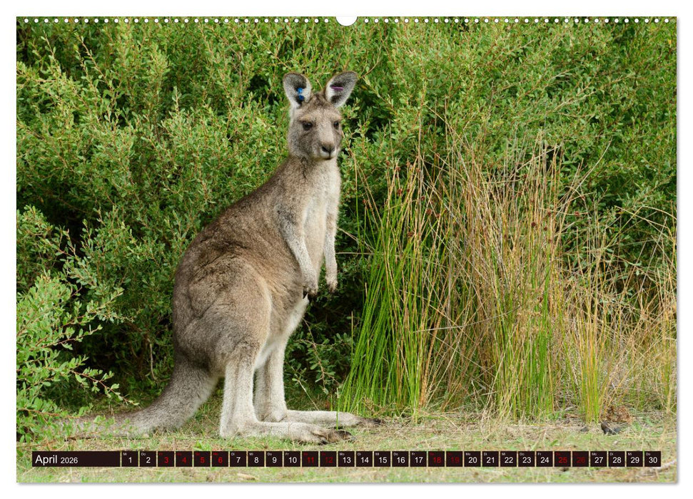 Traumpfade Australien (CALVENDO Premium Wandkalender 2026)