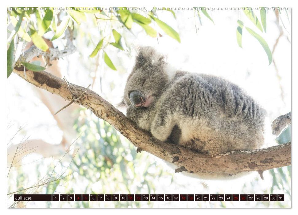 Traumpfade Australien (CALVENDO Premium Wandkalender 2026)