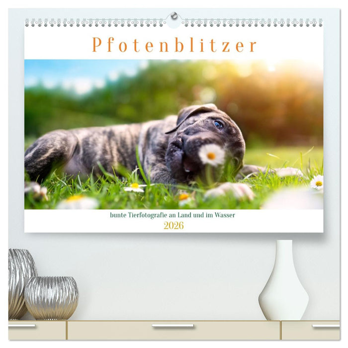 Pfotenblitzer bunte Tierfotografie an Land und im Wasser (CALVENDO Premium Wandkalender 2026)