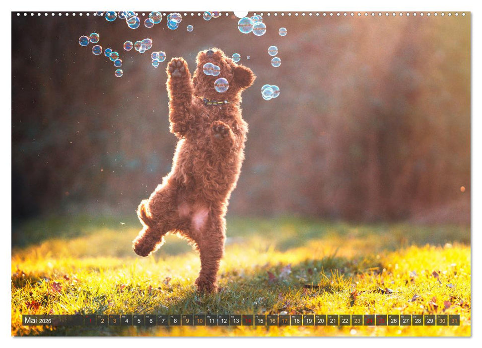 Pfotenblitzer bunte Tierfotografie an Land und im Wasser (CALVENDO Premium Wandkalender 2026)