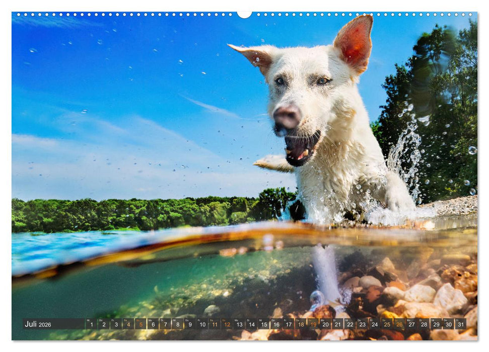 Pfotenblitzer bunte Tierfotografie an Land und im Wasser (CALVENDO Premium Wandkalender 2026)