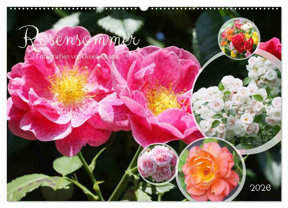 Rosensommer (CALVENDO Wandkalender 2026)