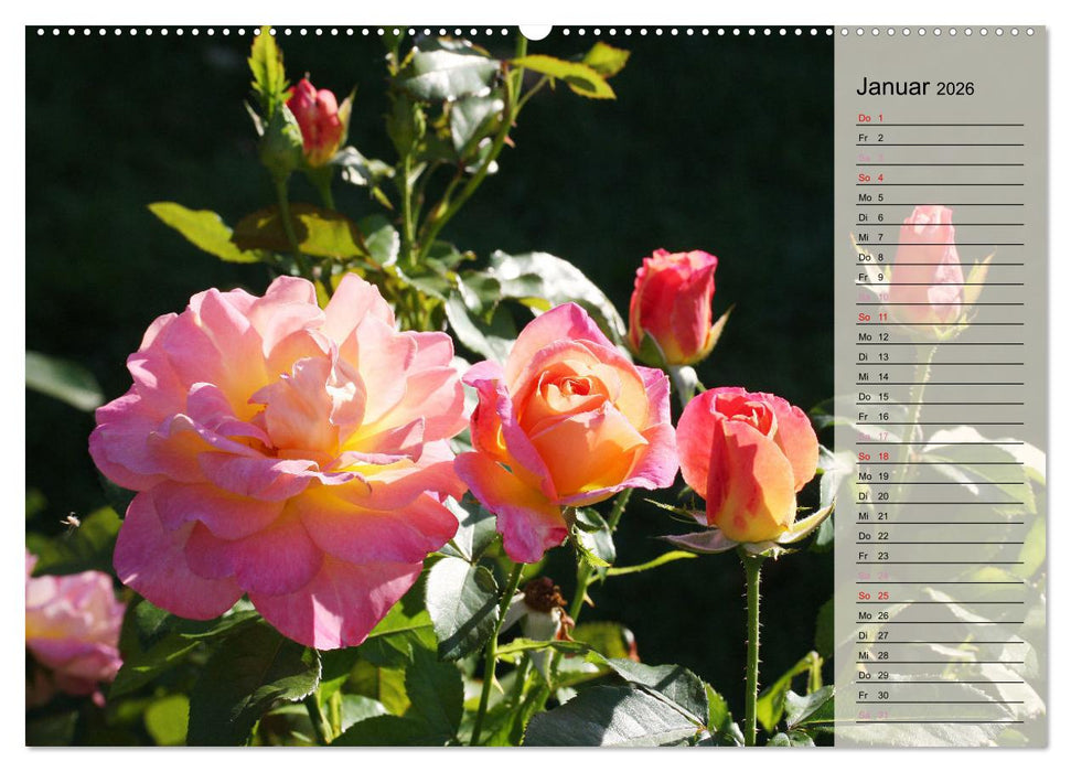 Rosensommer (CALVENDO Wandkalender 2026)