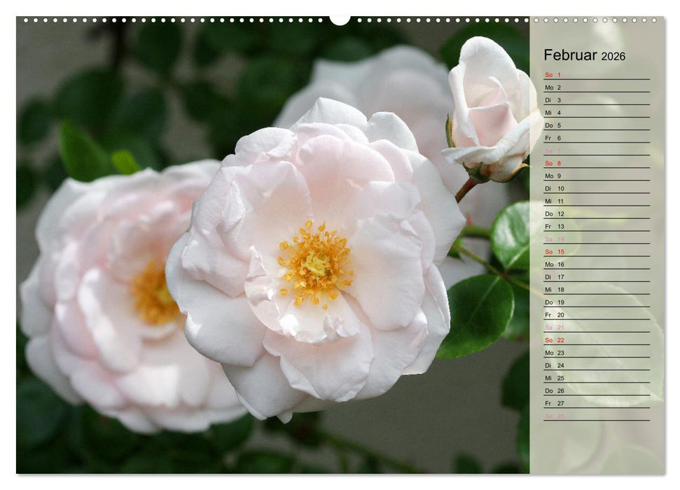 Rosensommer (CALVENDO Wandkalender 2026)