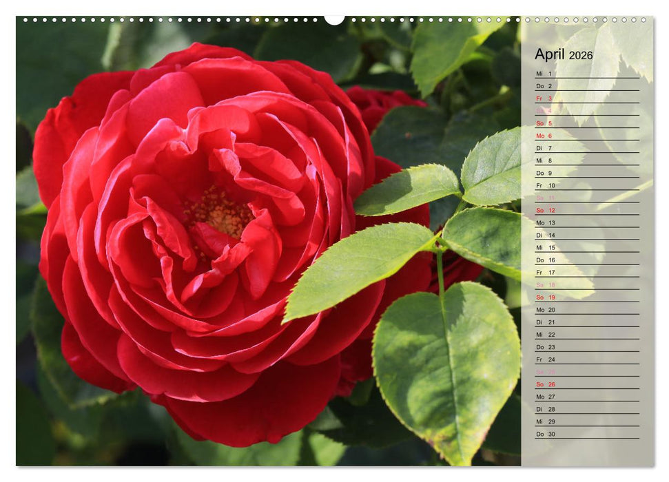 Rosensommer (CALVENDO Wandkalender 2026)