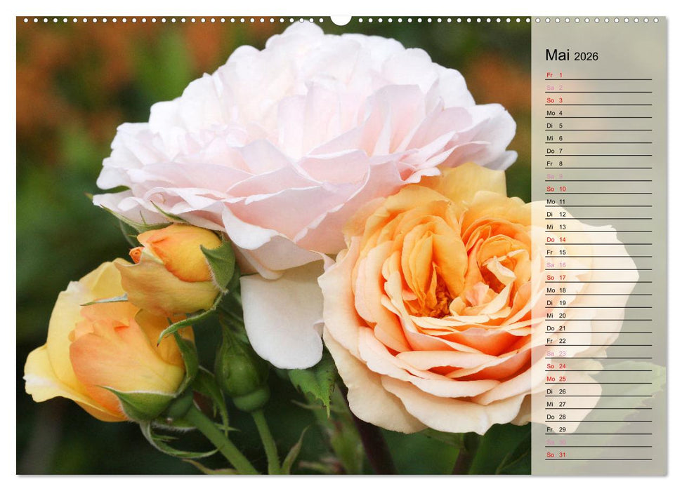 Rosensommer (CALVENDO Wandkalender 2026)