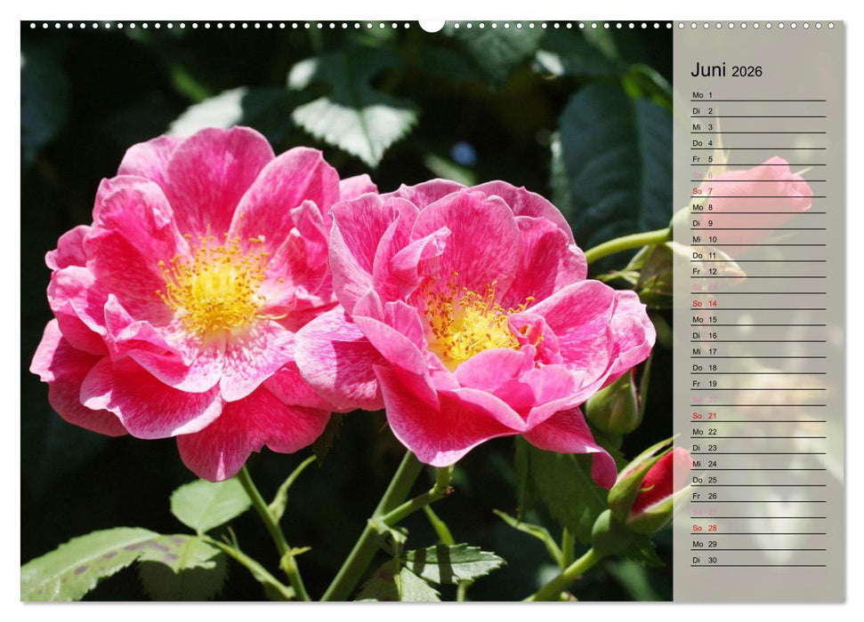 Rosensommer (CALVENDO Wandkalender 2026)
