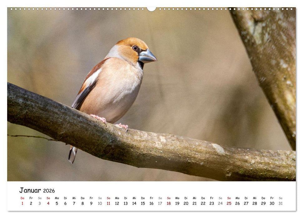 Der Kernbeißer und seine gefiederten Gesellen (CALVENDO Premium Wandkalender 2026)