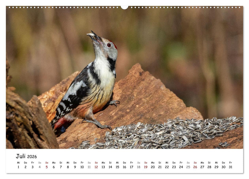 Der Kernbeißer und seine gefiederten Gesellen (CALVENDO Premium Wandkalender 2026)
