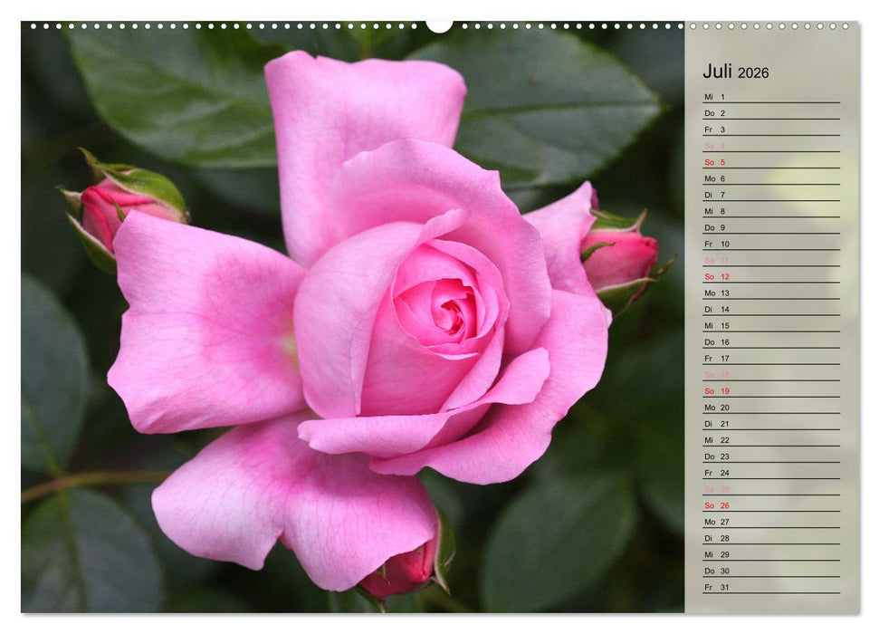 Rosensommer (CALVENDO Premium Wandkalender 2026)