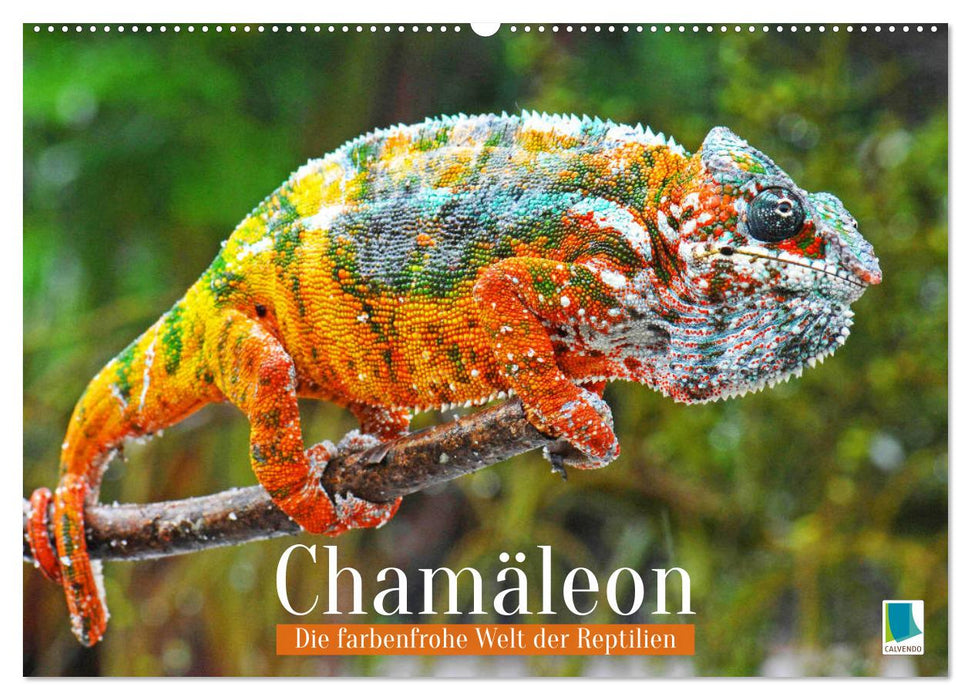 Chamäleon: Die farbenfrohe Welt der Reptilien (CALVENDO Wandkalender 2026)