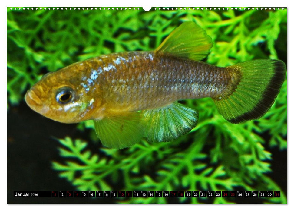 Outdoor-Aquaristik (CALVENDO Premium Wandkalender 2026)
