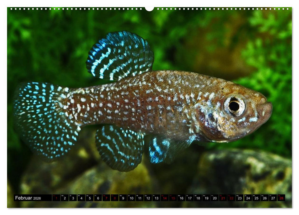 Outdoor-Aquaristik (CALVENDO Premium Wandkalender 2026)