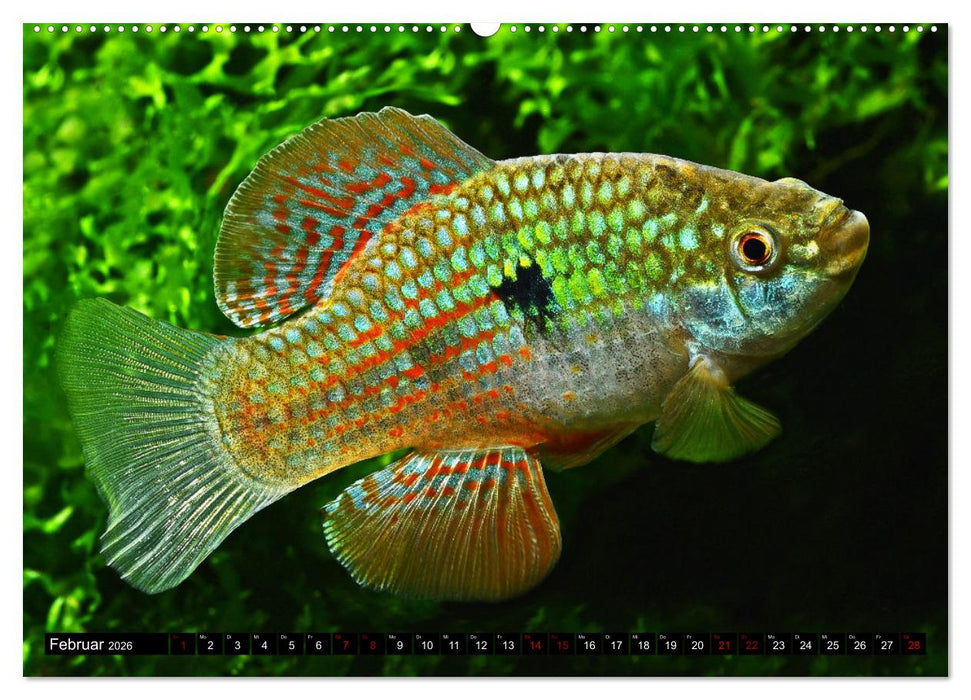 Outdoor-Aquaristik (CALVENDO Premium Wandkalender 2026)