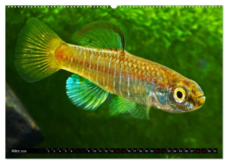 Outdoor-Aquaristik (CALVENDO Premium Wandkalender 2026)