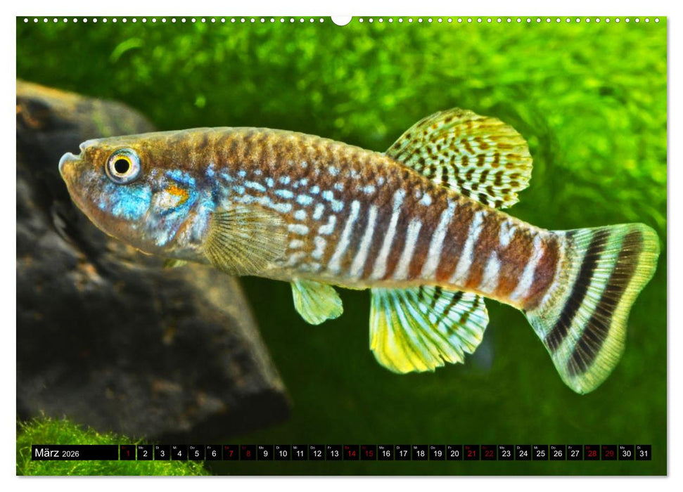 Outdoor-Aquaristik (CALVENDO Premium Wandkalender 2026)