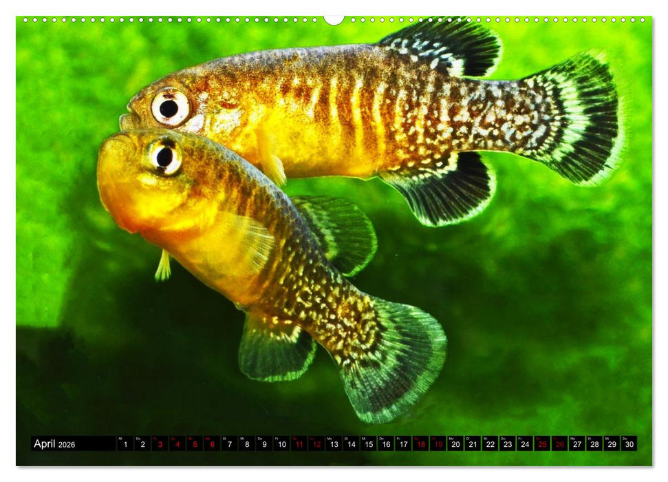 Outdoor-Aquaristik (CALVENDO Premium Wandkalender 2026)