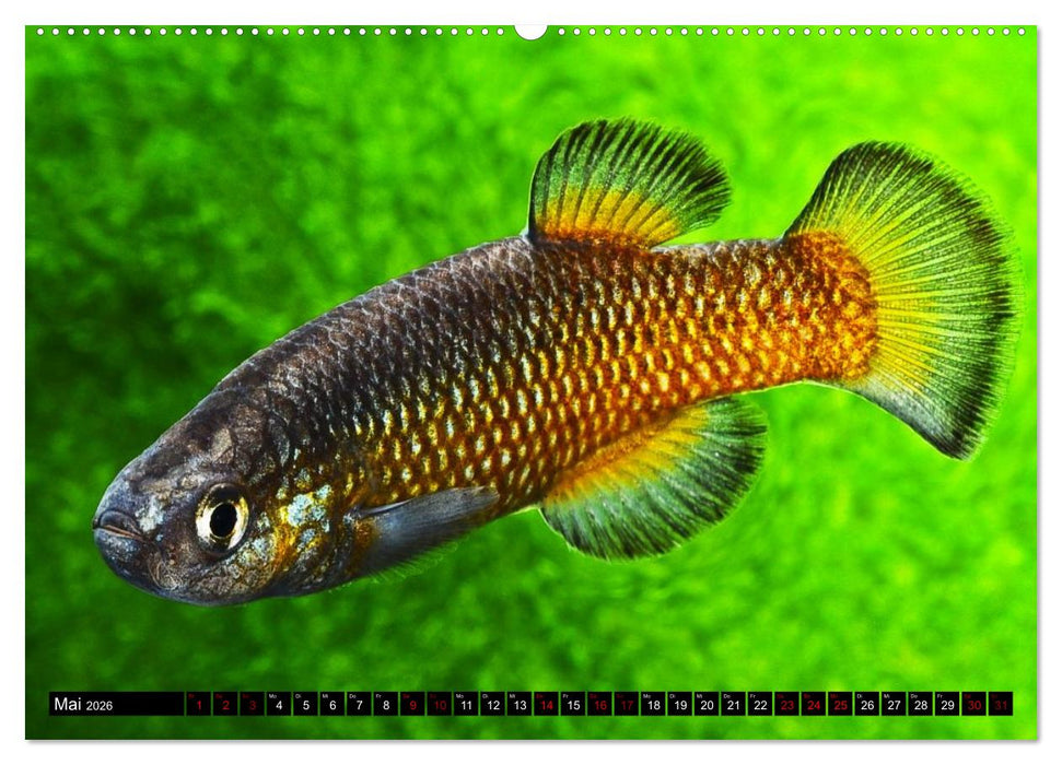 Outdoor-Aquaristik (CALVENDO Premium Wandkalender 2026)