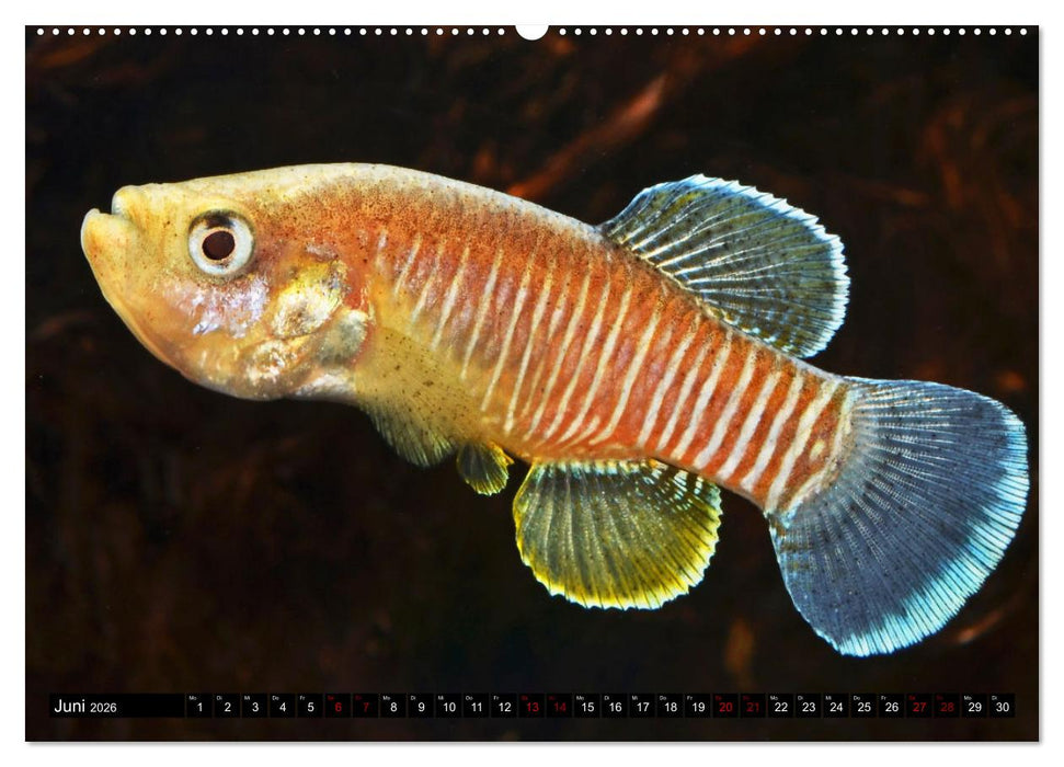 Outdoor-Aquaristik (CALVENDO Premium Wandkalender 2026)