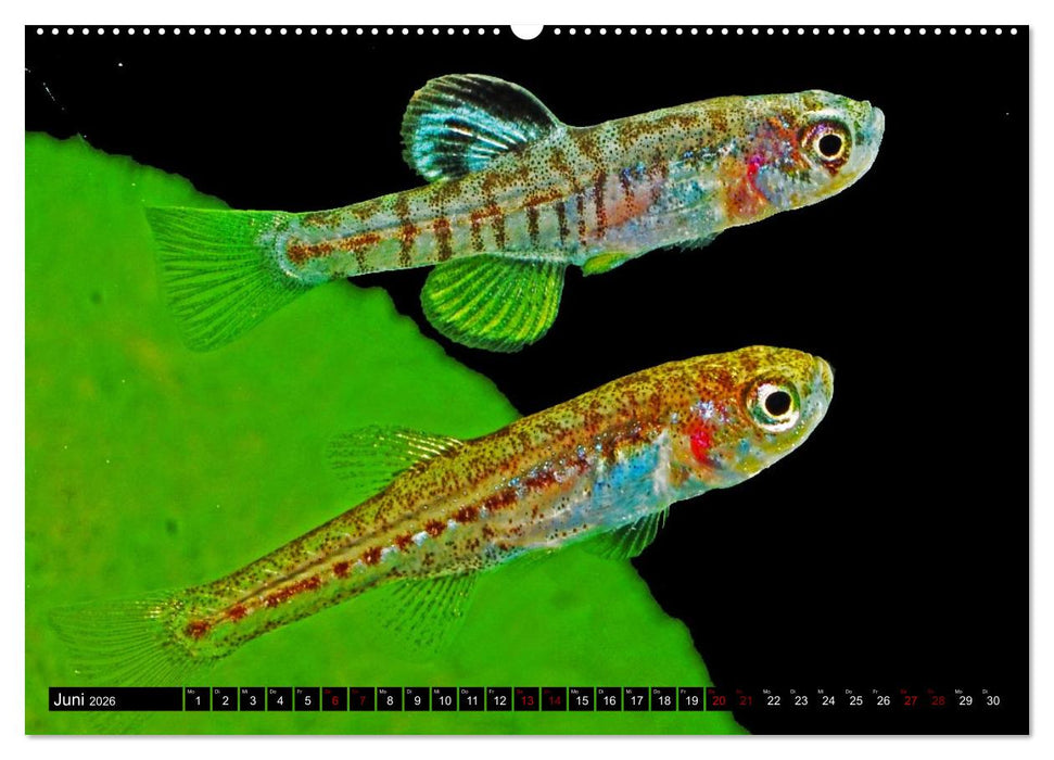 Outdoor-Aquaristik (CALVENDO Premium Wandkalender 2026)
