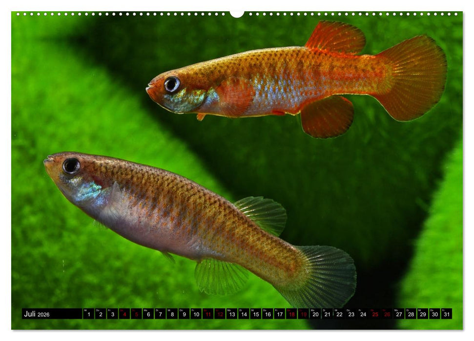 Outdoor-Aquaristik (CALVENDO Premium Wandkalender 2026)