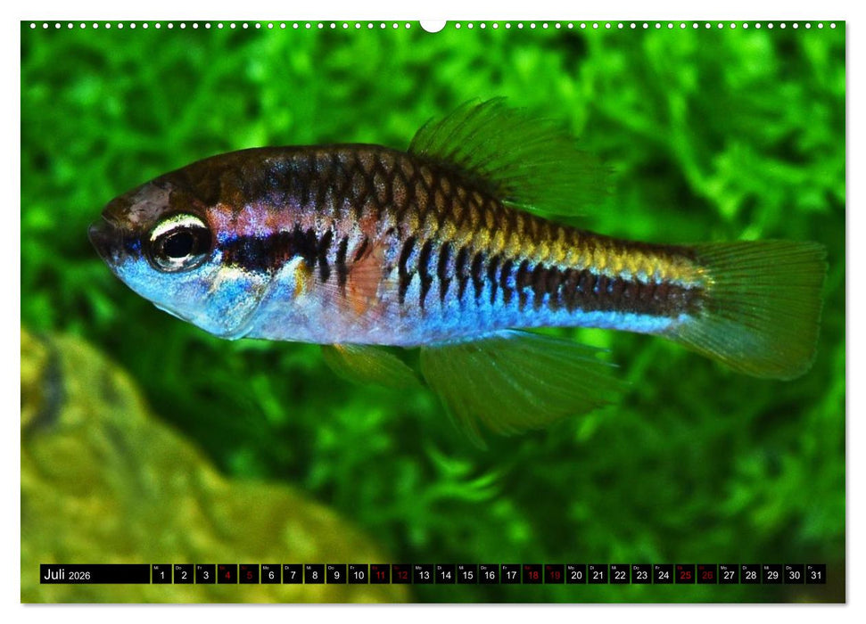 Outdoor-Aquaristik (CALVENDO Premium Wandkalender 2026)