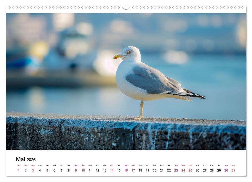 Maritim pur - Möwen (CALVENDO Premium Wandkalender 2026)