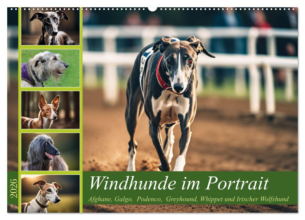 Windhunde im Portrait (CALVENDO Wandkalender 2026)