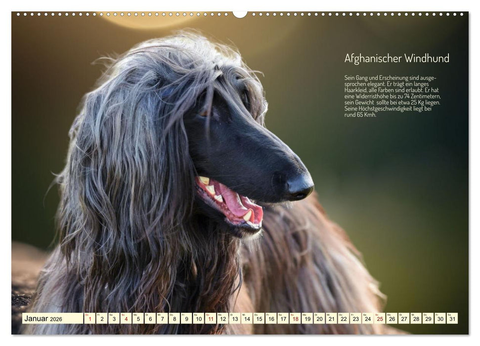Windhunde im Portrait (CALVENDO Wandkalender 2026)