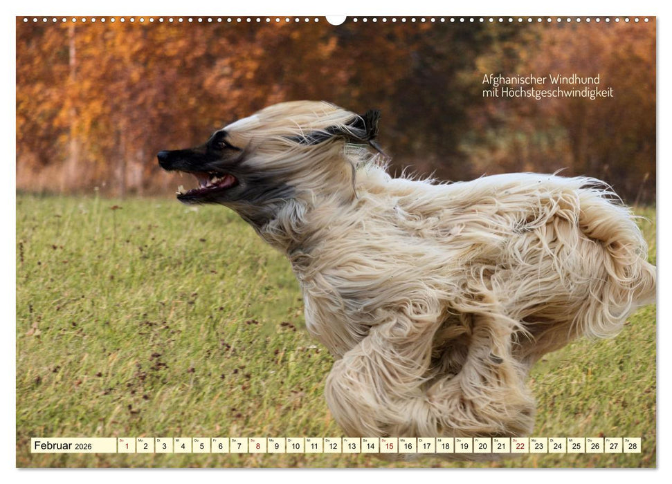 Windhunde im Portrait (CALVENDO Wandkalender 2026)