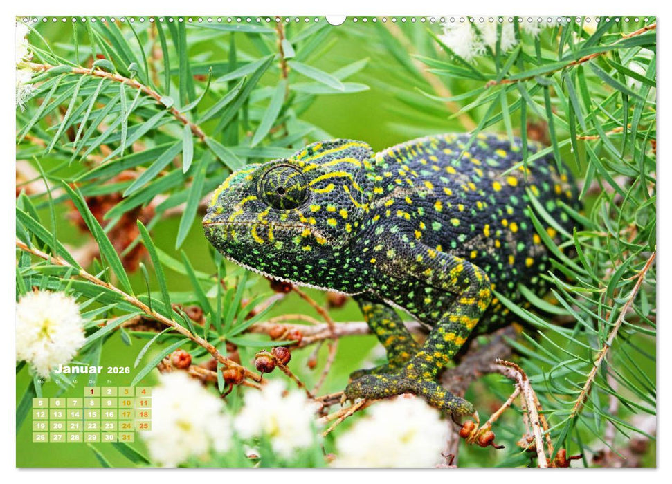 Chamäleon: Die farbenfrohe Welt der Reptilien (CALVENDO Premium Wandkalender 2026)