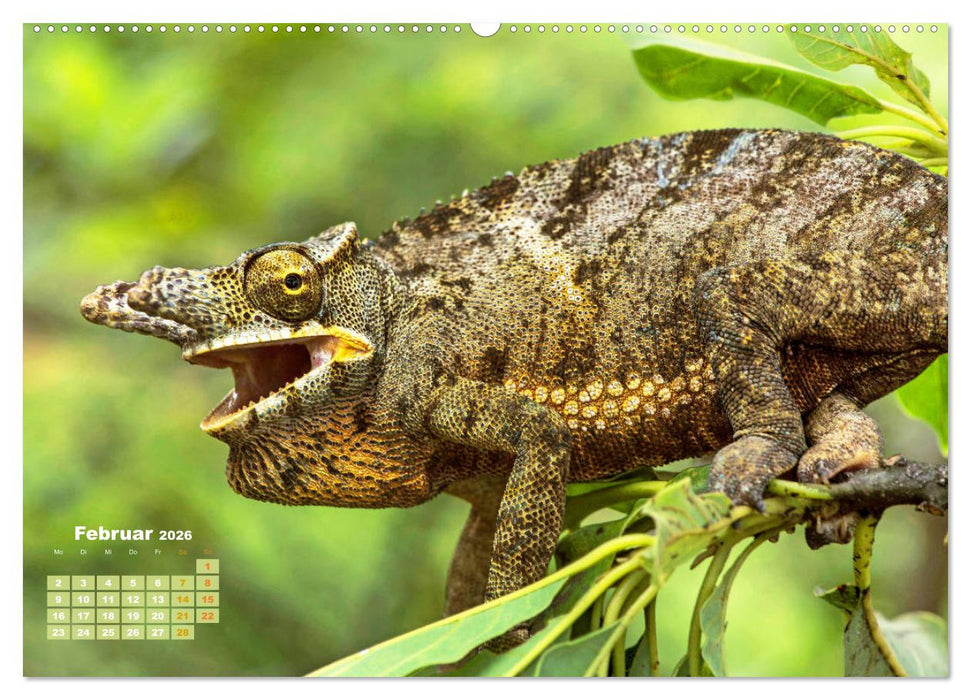 Chamäleon: Die farbenfrohe Welt der Reptilien (CALVENDO Premium Wandkalender 2026)