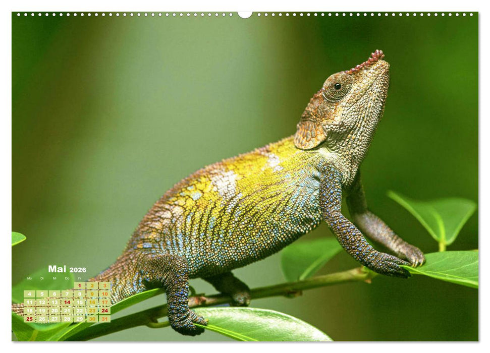 Chamäleon: Die farbenfrohe Welt der Reptilien (CALVENDO Premium Wandkalender 2026)