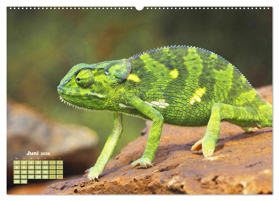 Chamäleon: Die farbenfrohe Welt der Reptilien (CALVENDO Premium Wandkalender 2026)