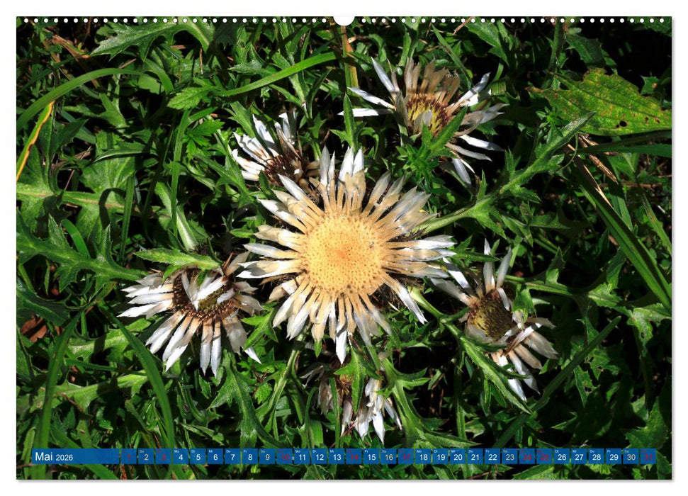 Mangfallgebirge (CALVENDO Premium Wandkalender 2026)