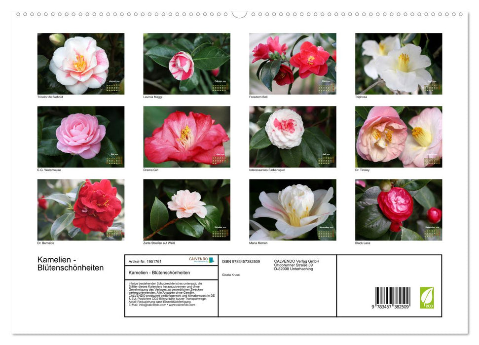 Kamelien - Blütenschönheiten (CALVENDO Premium Wandkalender 2026)
