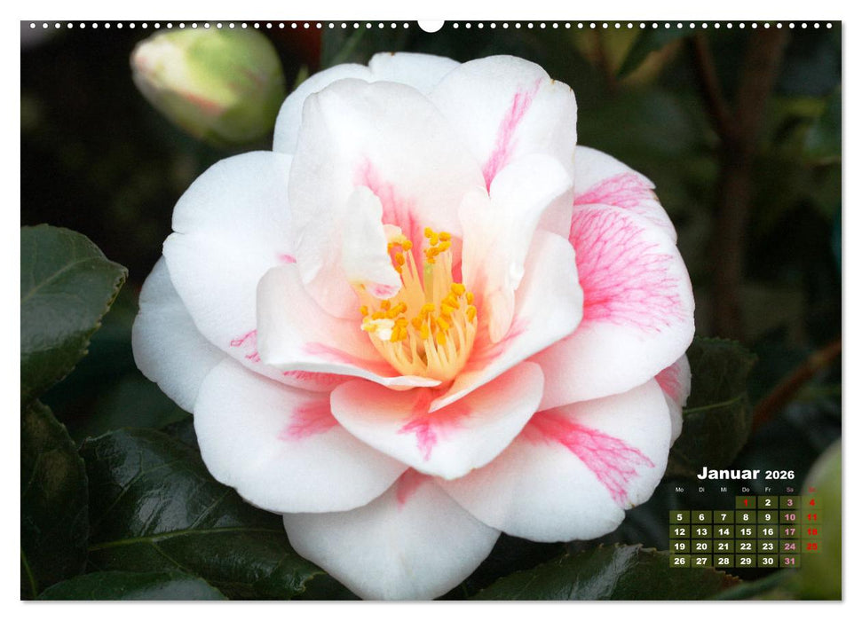 Kamelien - Blütenschönheiten (CALVENDO Premium Wandkalender 2026)
