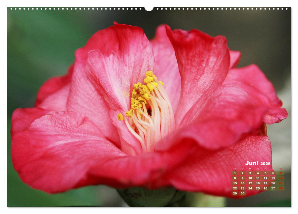 Kamelien - Blütenschönheiten (CALVENDO Premium Wandkalender 2026)