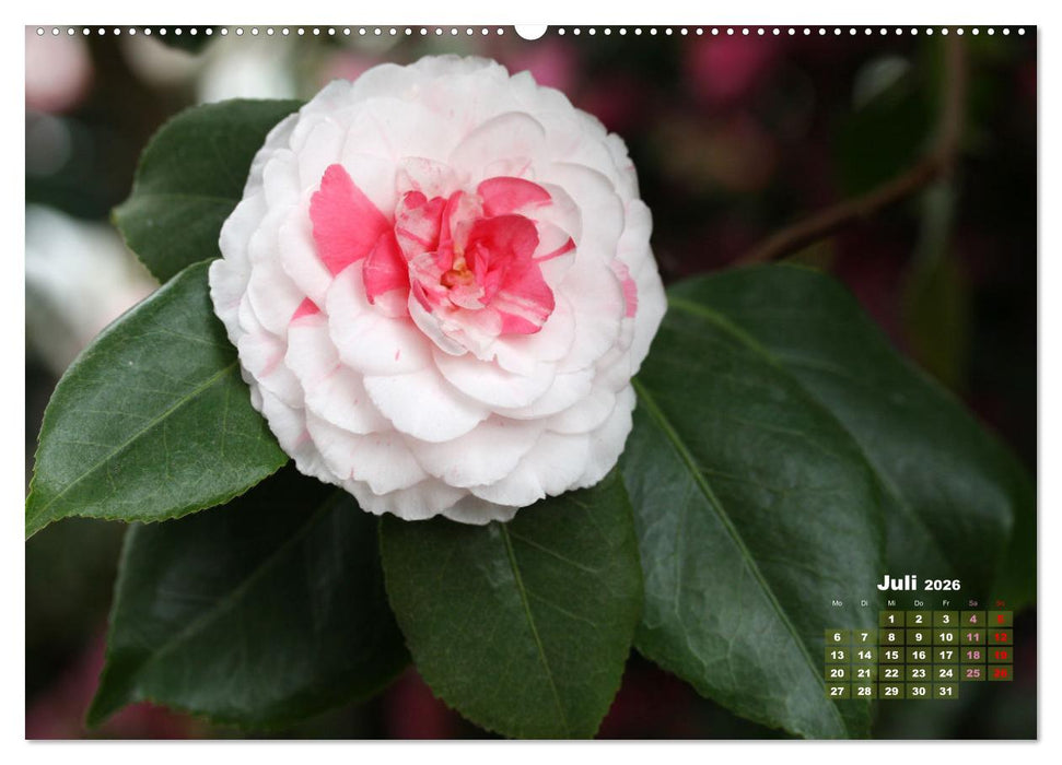 Kamelien - Blütenschönheiten (CALVENDO Premium Wandkalender 2026)