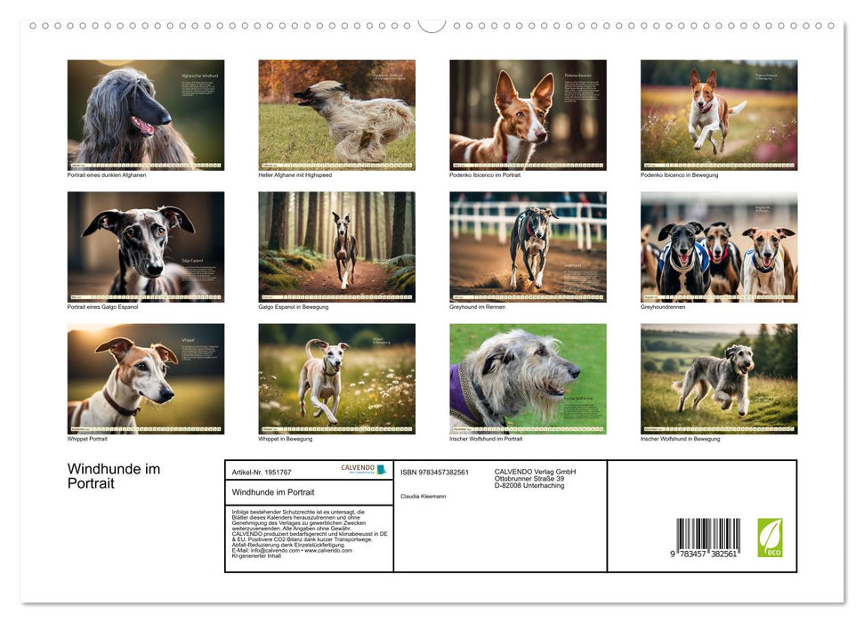 Windhunde im Portrait (CALVENDO Premium Wandkalender 2026)