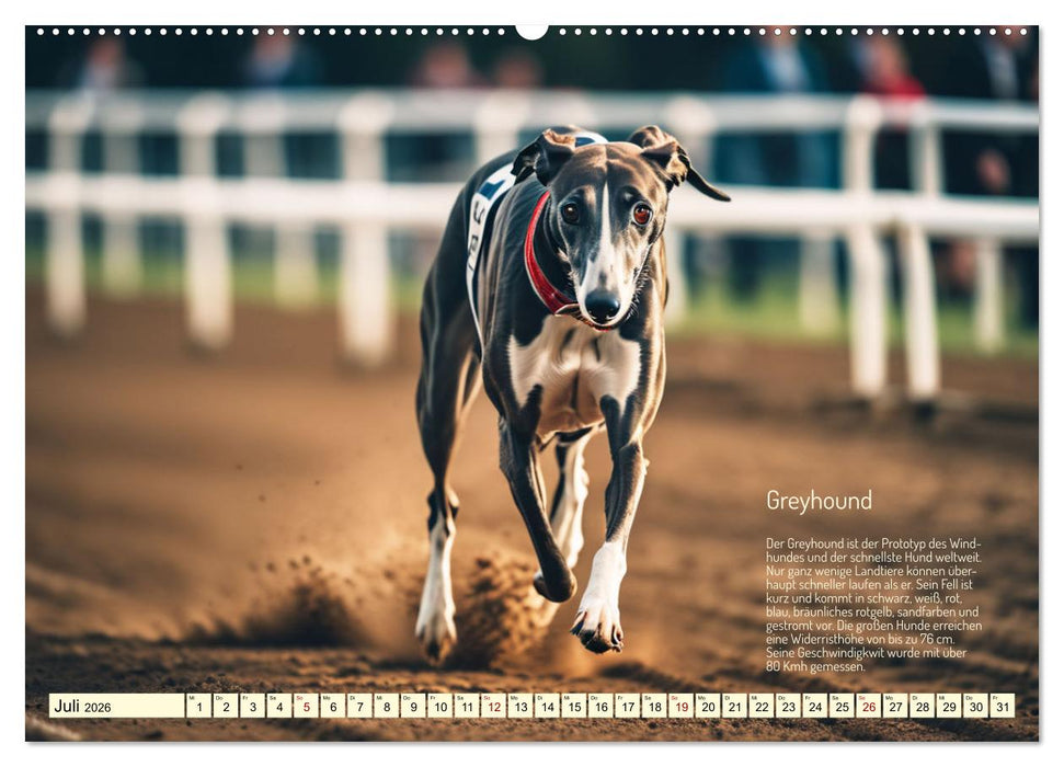 Windhunde im Portrait (CALVENDO Premium Wandkalender 2026)