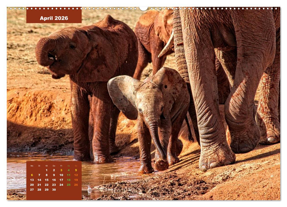 E wie Elefanten - verspielt und schnüssig (CALVENDO Premium Wandkalender 2026)