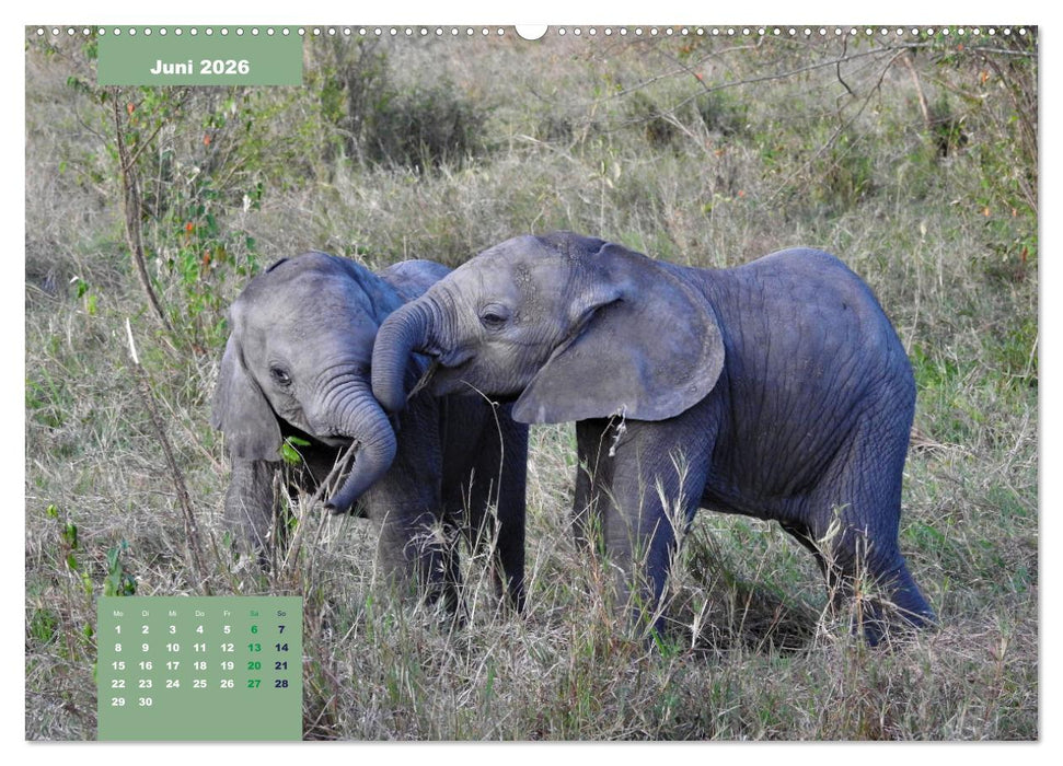 E wie Elefanten - verspielt und schnüssig (CALVENDO Premium Wandkalender 2026)