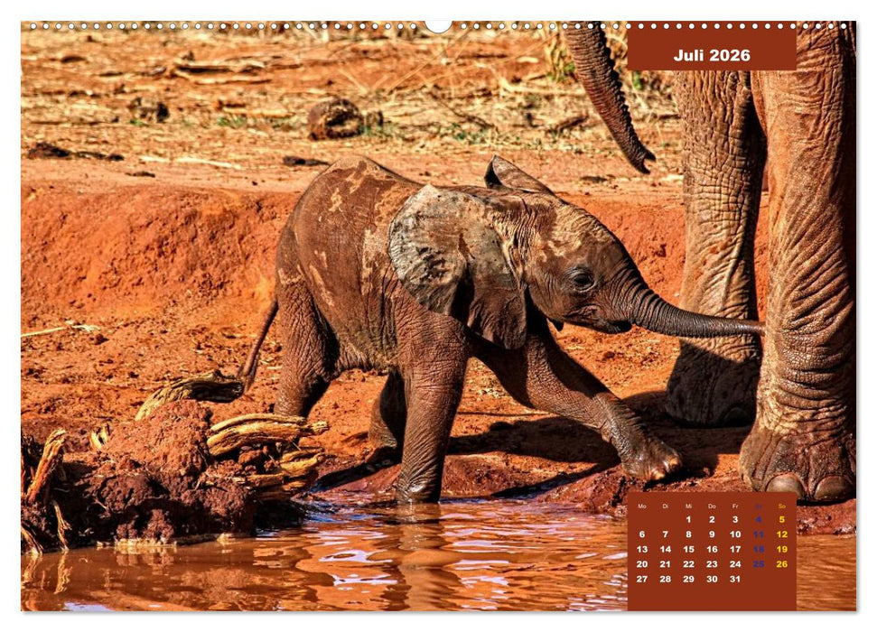 E wie Elefanten - verspielt und schnüssig (CALVENDO Premium Wandkalender 2026)